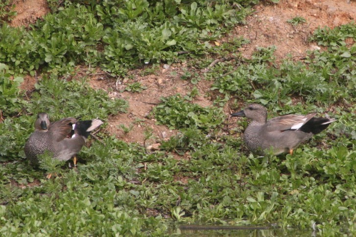 Gadwall - ML646132229