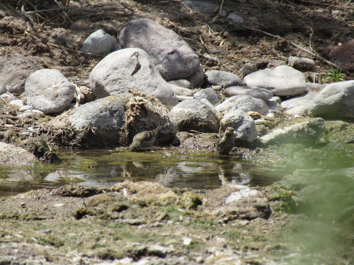 Pine Siskin - ML646132233