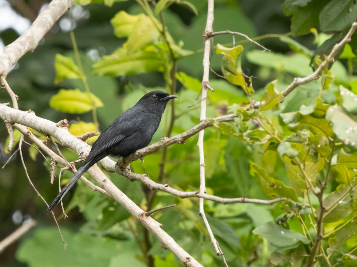 Northern Black-Flycatcher - ML646132234