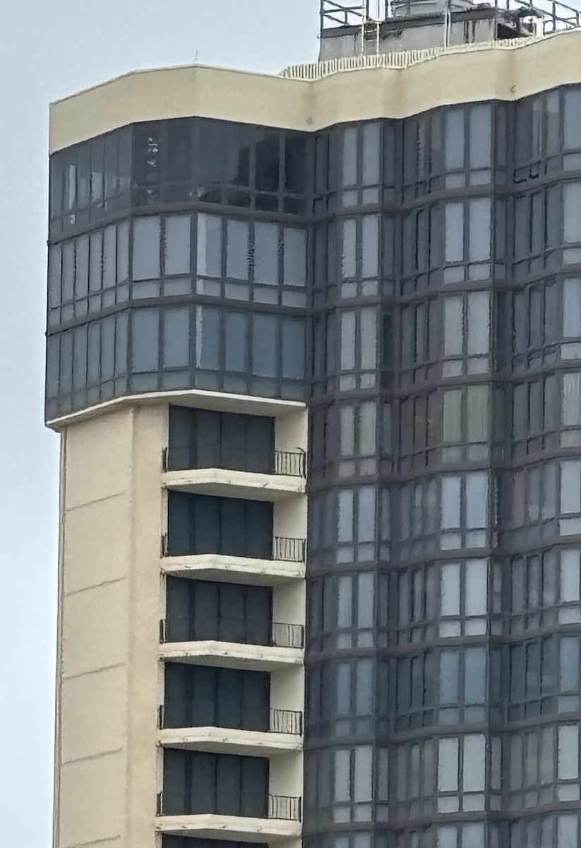 Faucon pèlerin - ML646132236