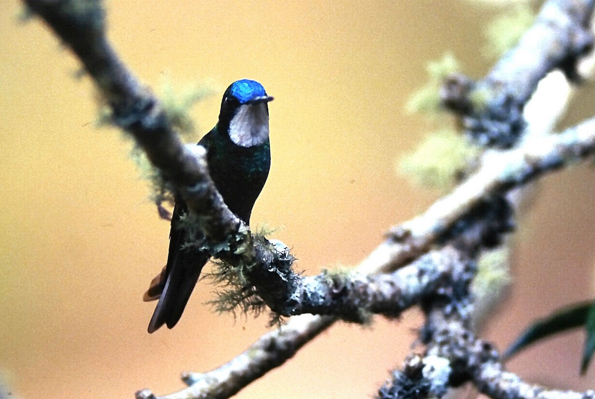 White-throated Mountain-gem - ML646132239