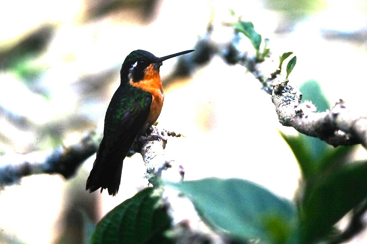 White-throated Mountain-gem - ML646132240