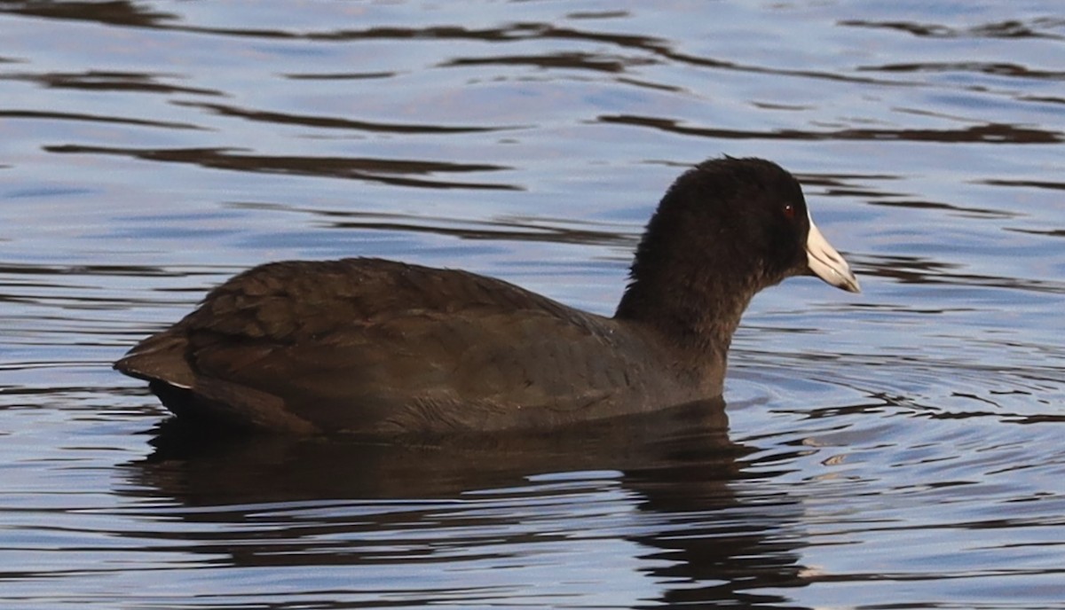 American Coot - ML646132243