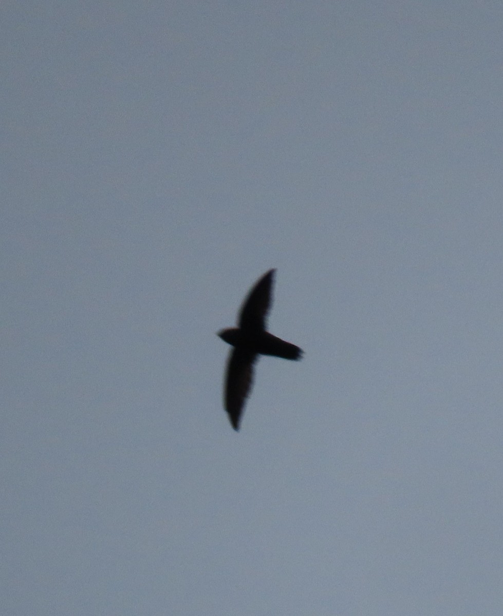 סיס ארובות - ML646132249