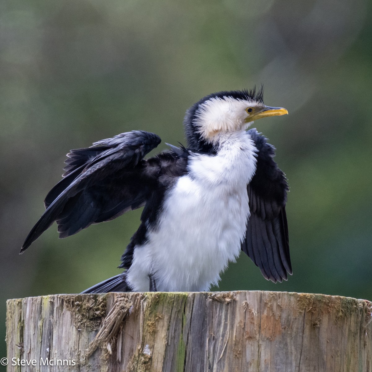 Little Pied Cormorant - ML646132255