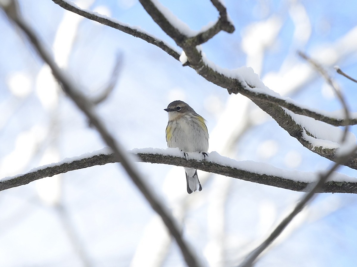 Yellow-rumped Warbler - ML646132256