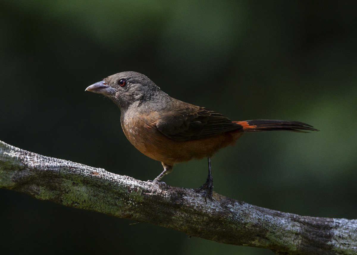Brazilian Tanager - ML646132257