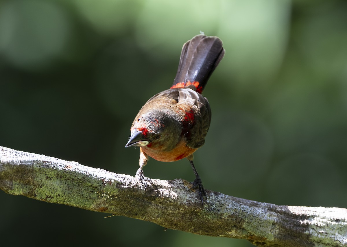 Brazilian Tanager - ML646132258