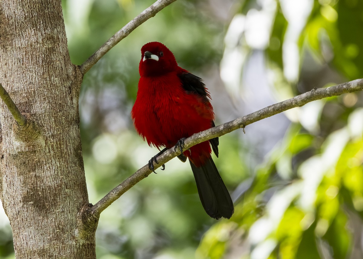 Brazilian Tanager - ML646132259