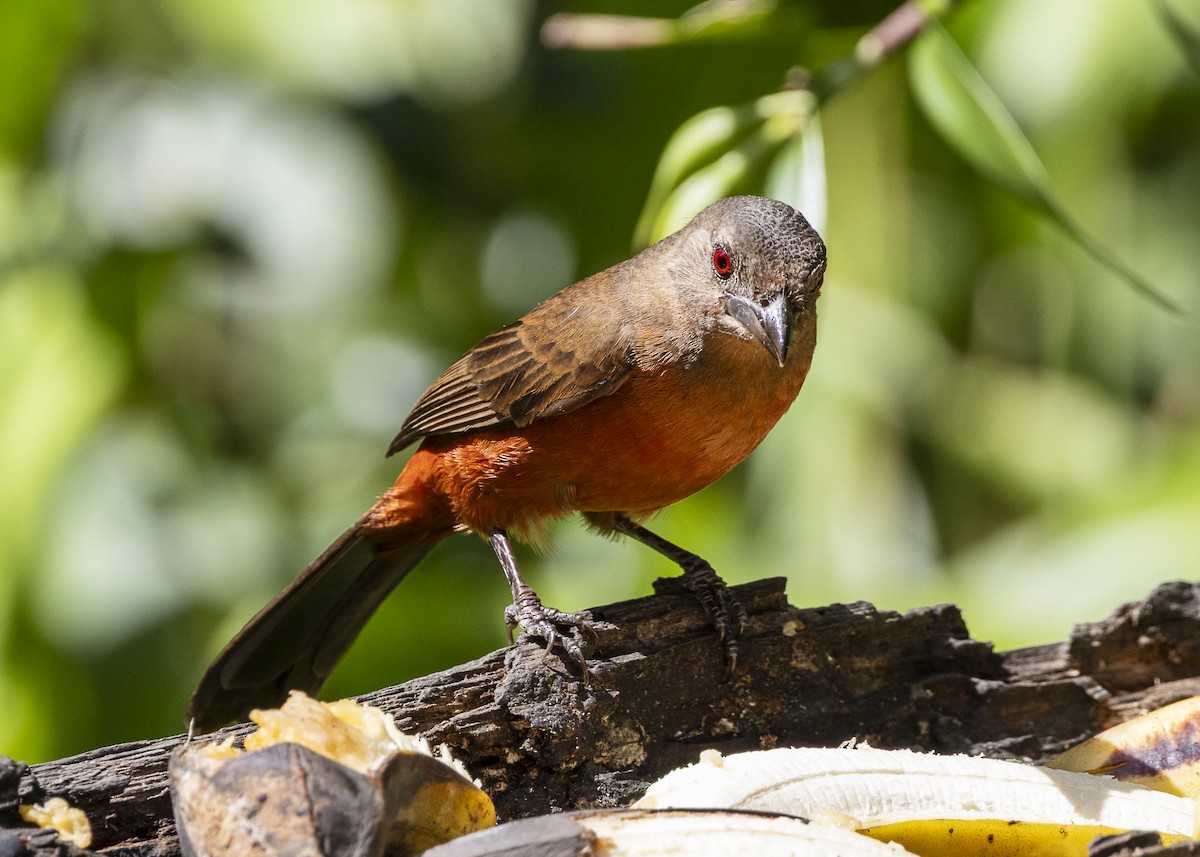 Brazilian Tanager - ML646132260