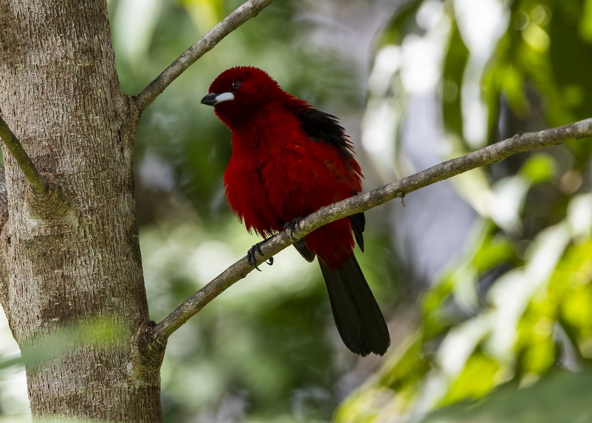 Brazilian Tanager - ML646132261
