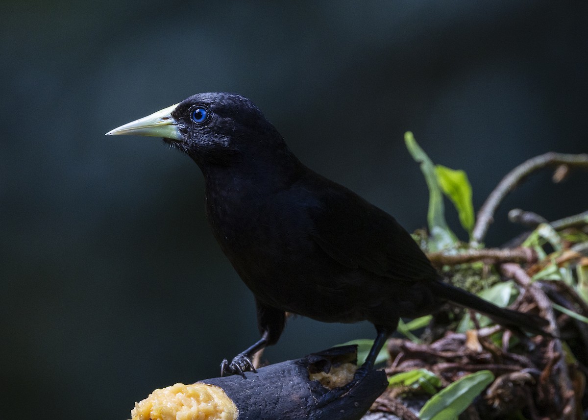 Red-rumped Cacique - ML646132262