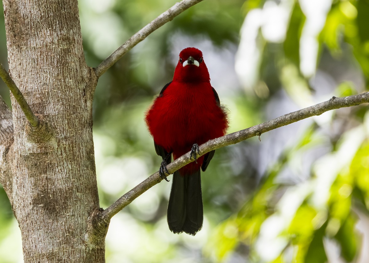 Brazilian Tanager - ML646132263