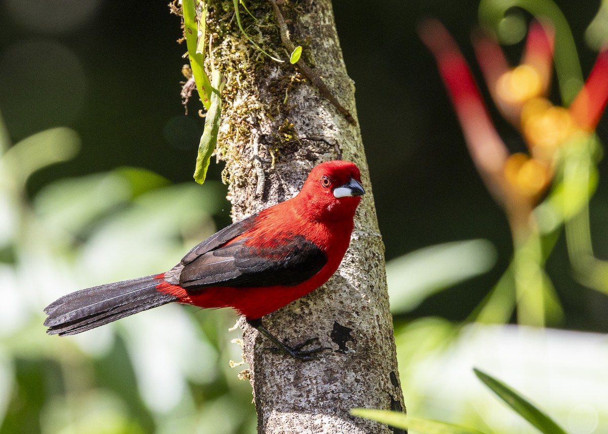 Brazilian Tanager - ML646132264