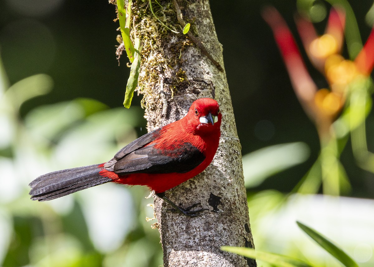 Brazilian Tanager - ML646132265