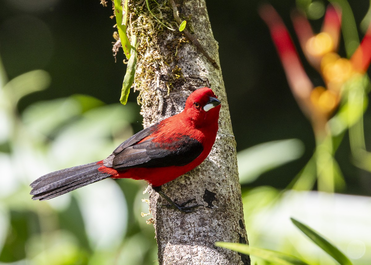 Brazilian Tanager - ML646132266