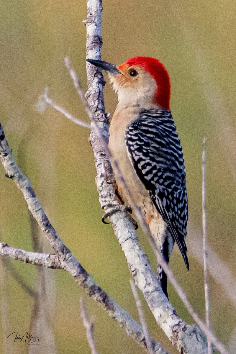 Red-bellied Woodpecker - ML646132267