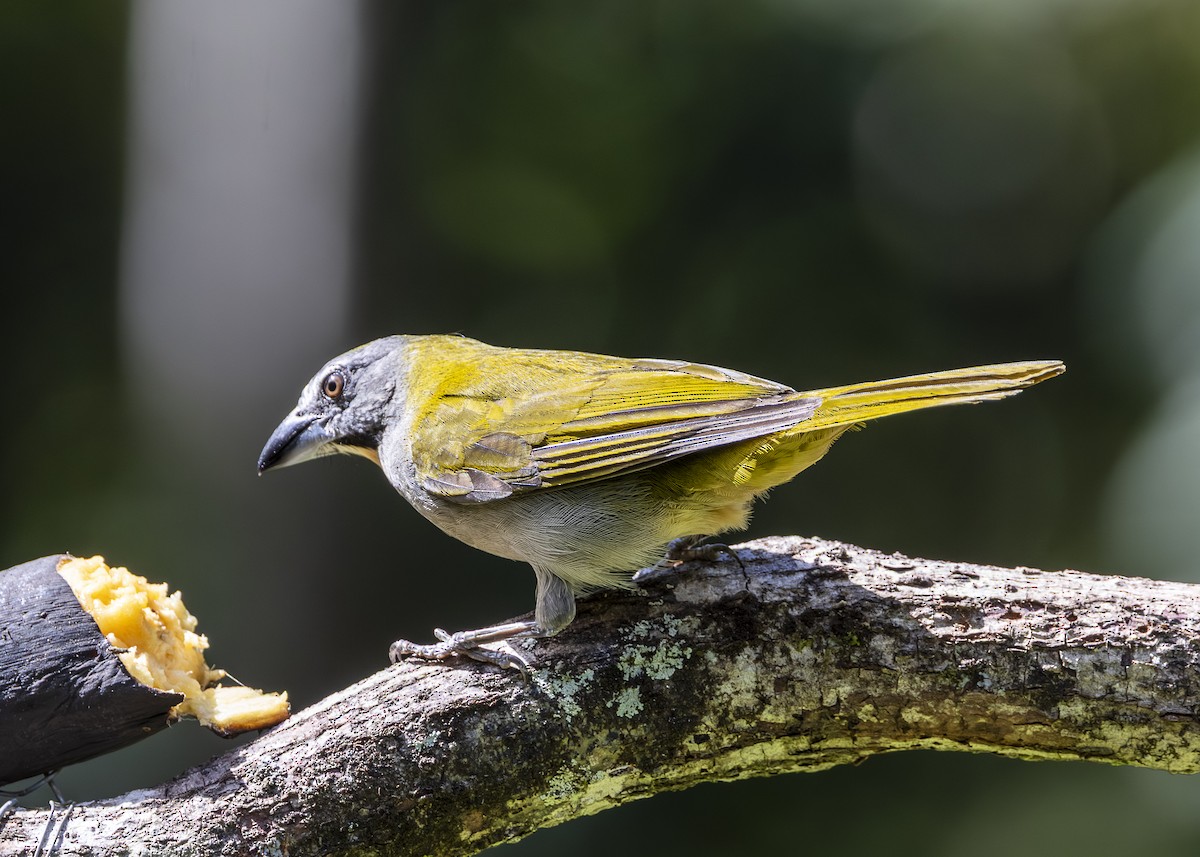 Buff-throated Saltator - ML646132268