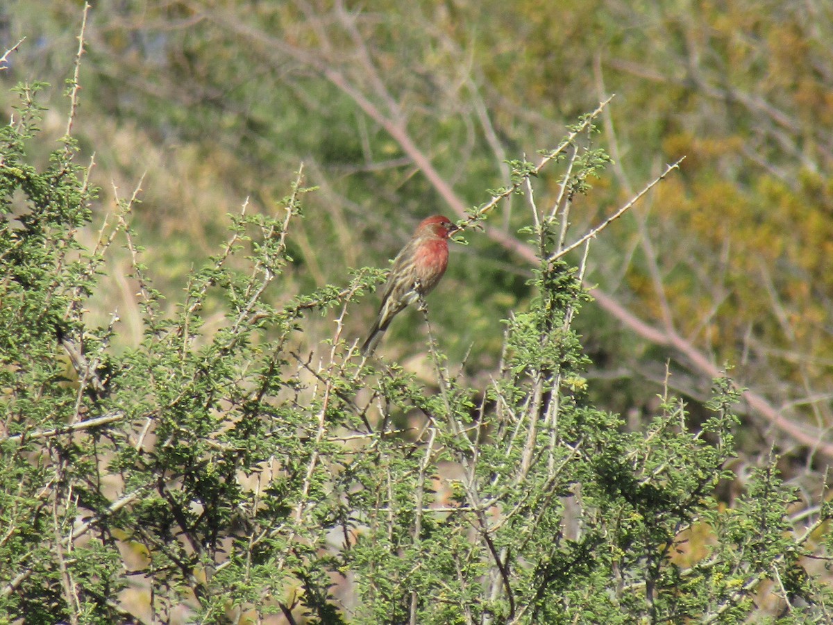 House Finch - ML646132269
