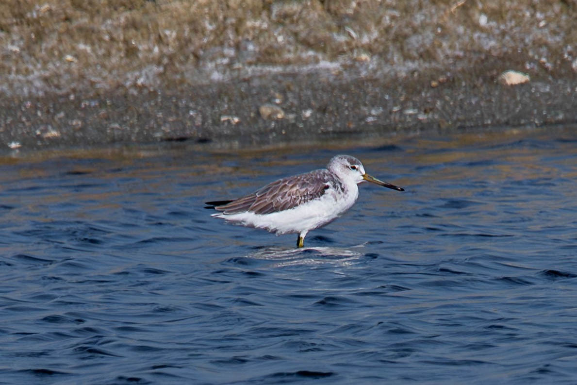 Common Greenshank - ML646132270