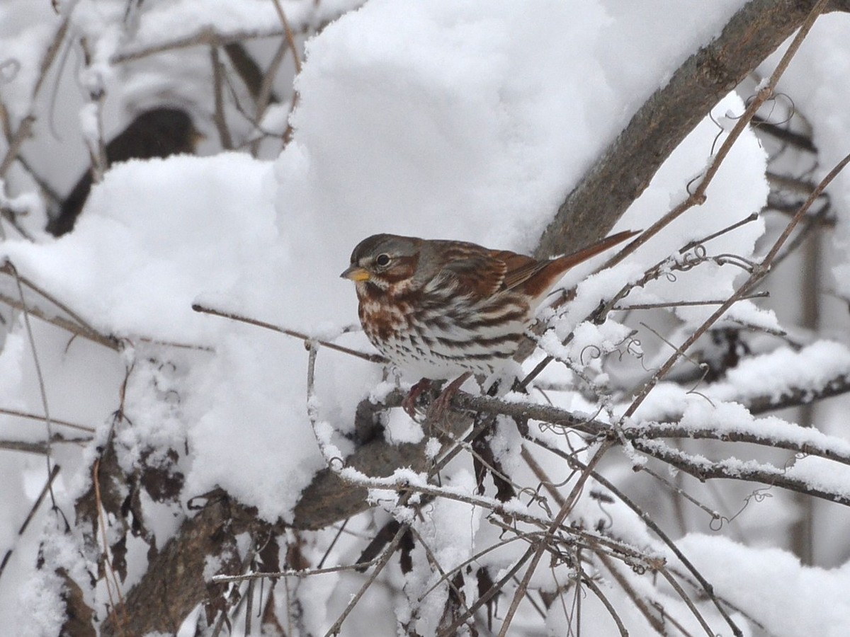 Fox Sparrow - ML646132272