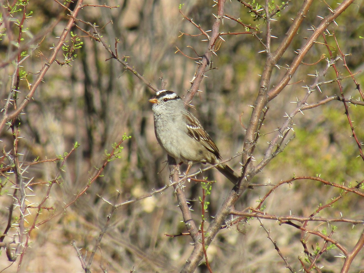 White-crowned Sparrow - ML646132273