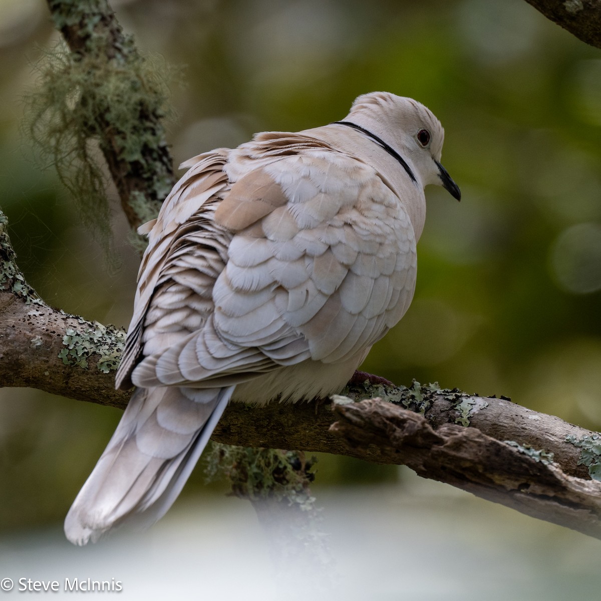 African Collared-Dove - ML646132274