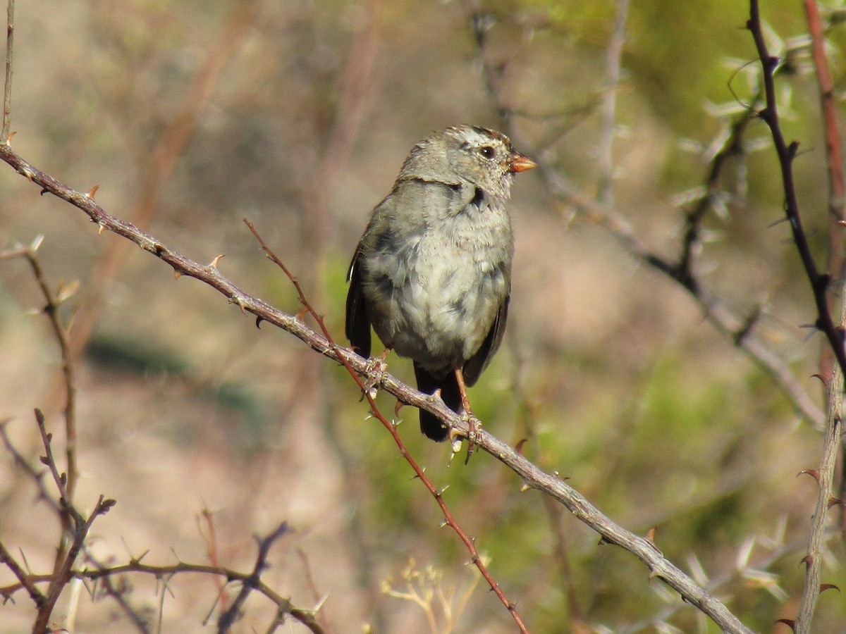 White-crowned Sparrow - ML646132276