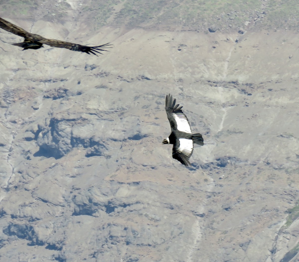 Andean Condor - ML646132278