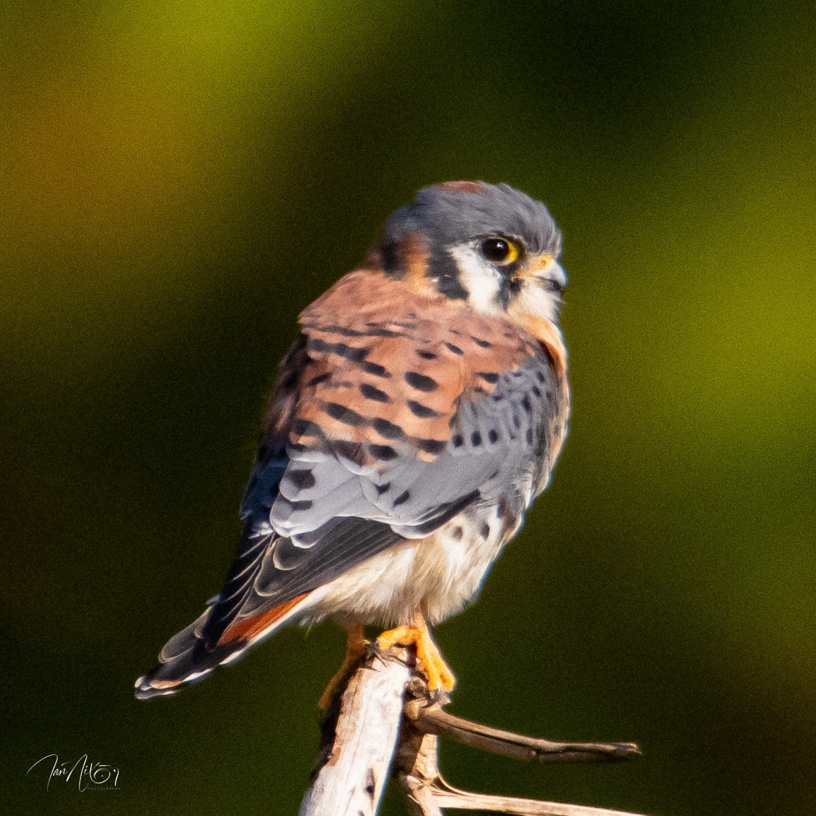 American Kestrel - ML646132279