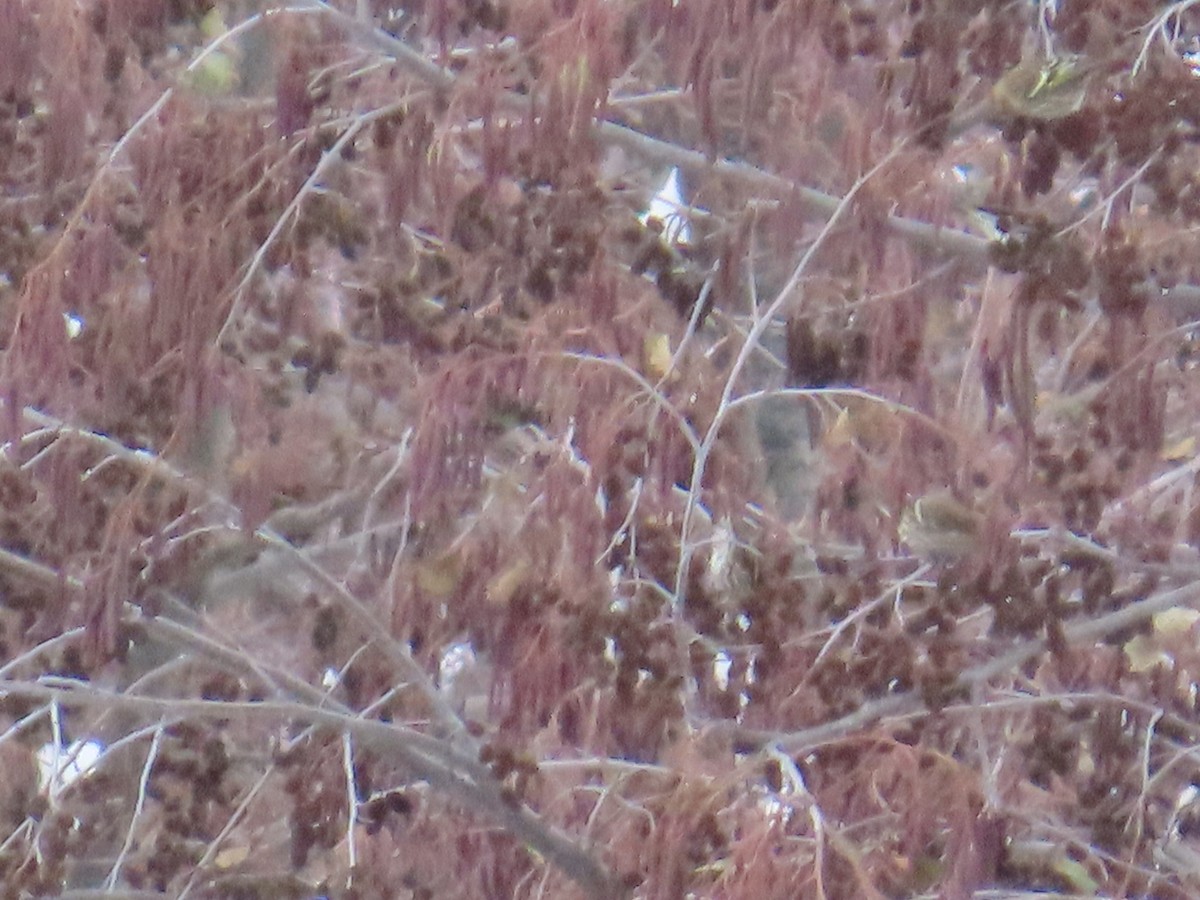 Pine Siskin - ML646132280