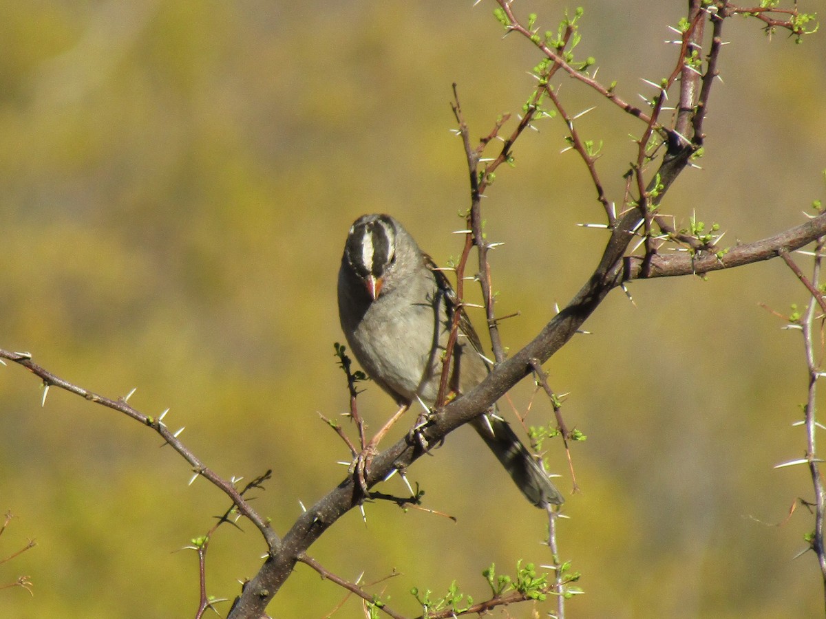 White-crowned Sparrow - ML646132281