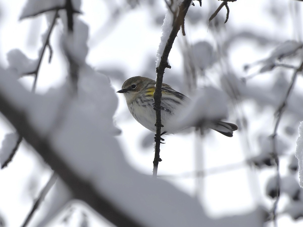 סבכון הכתר - ML646132283