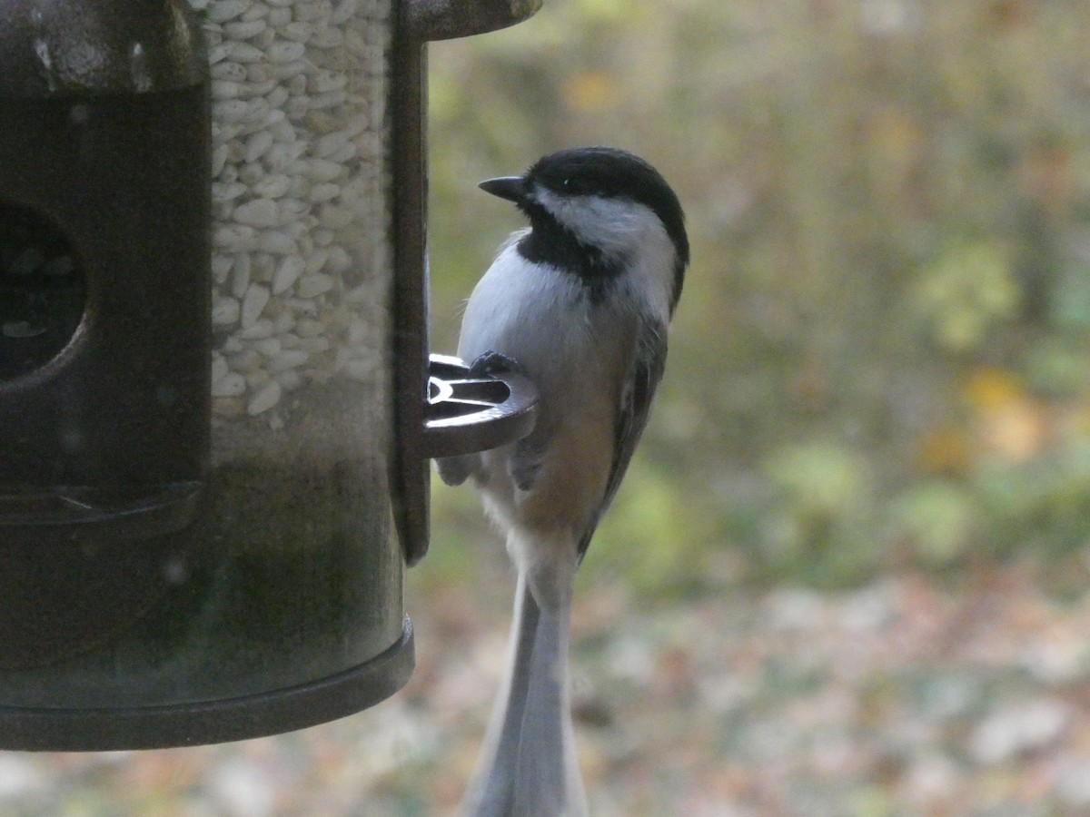 Black-capped Chickadee - ML646132297