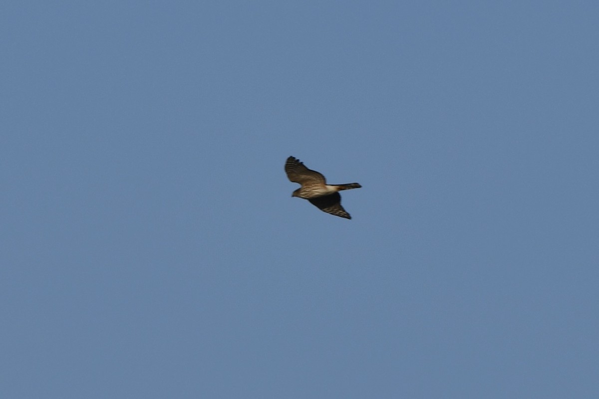 Sharp-shinned Hawk - ML646132303