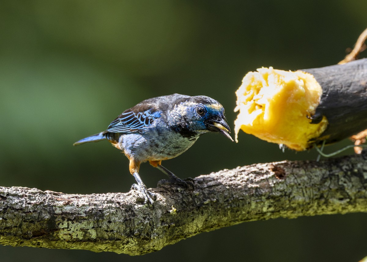 Opal-rumped Tanager (Silver-breasted) - ML646132305