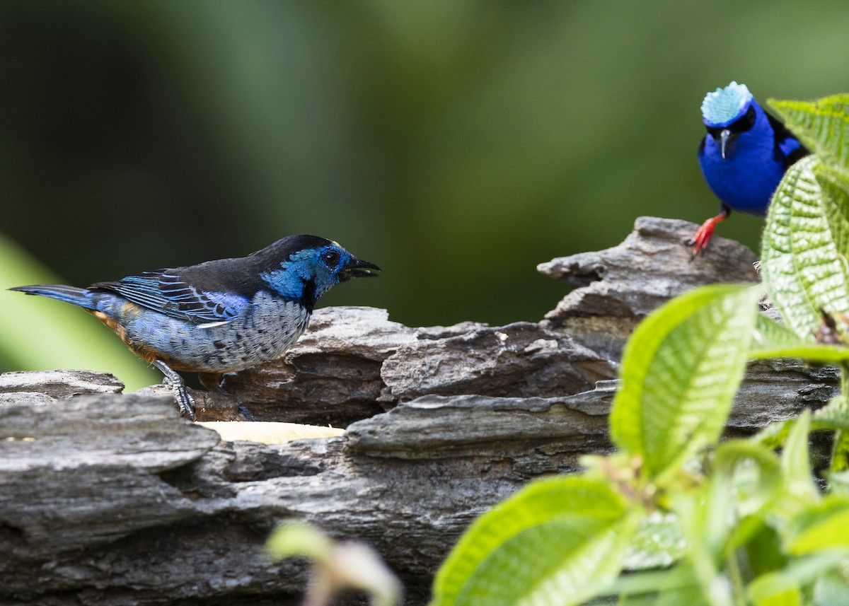 Opal-rumped Tanager (Silver-breasted) - ML646132306