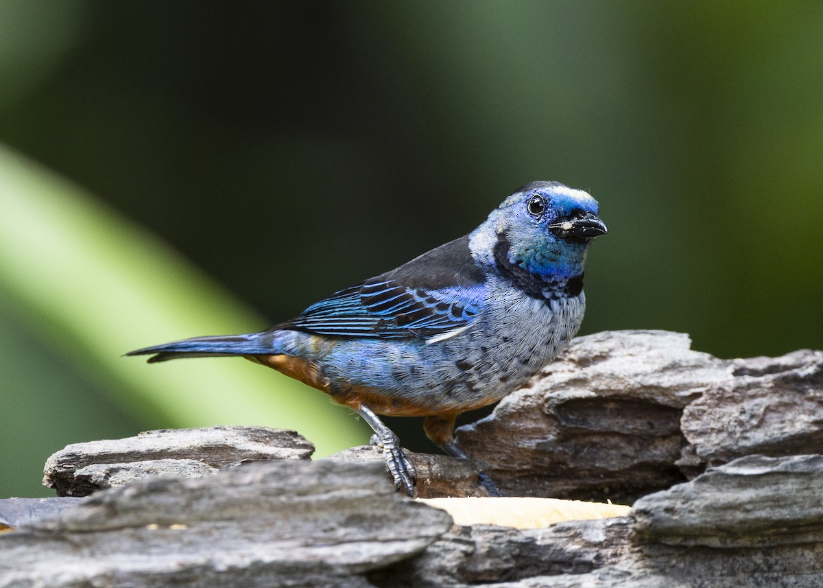 Opal-rumped Tanager (Silver-breasted) - ML646132307