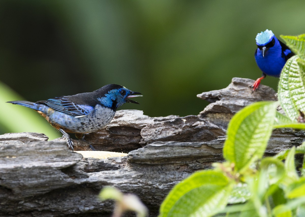 Opal-rumped Tanager (Silver-breasted) - ML646132308
