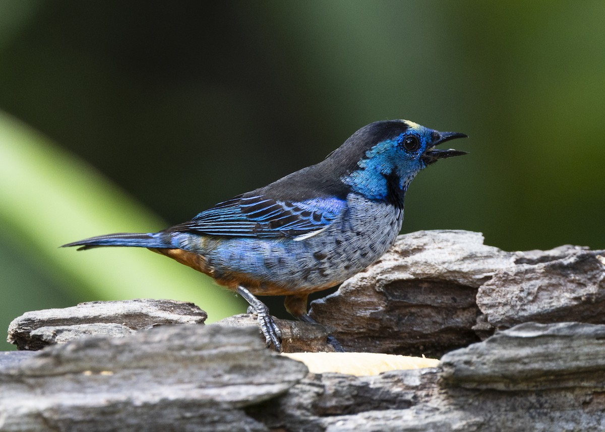 Opal-rumped Tanager (Silver-breasted) - ML646132309