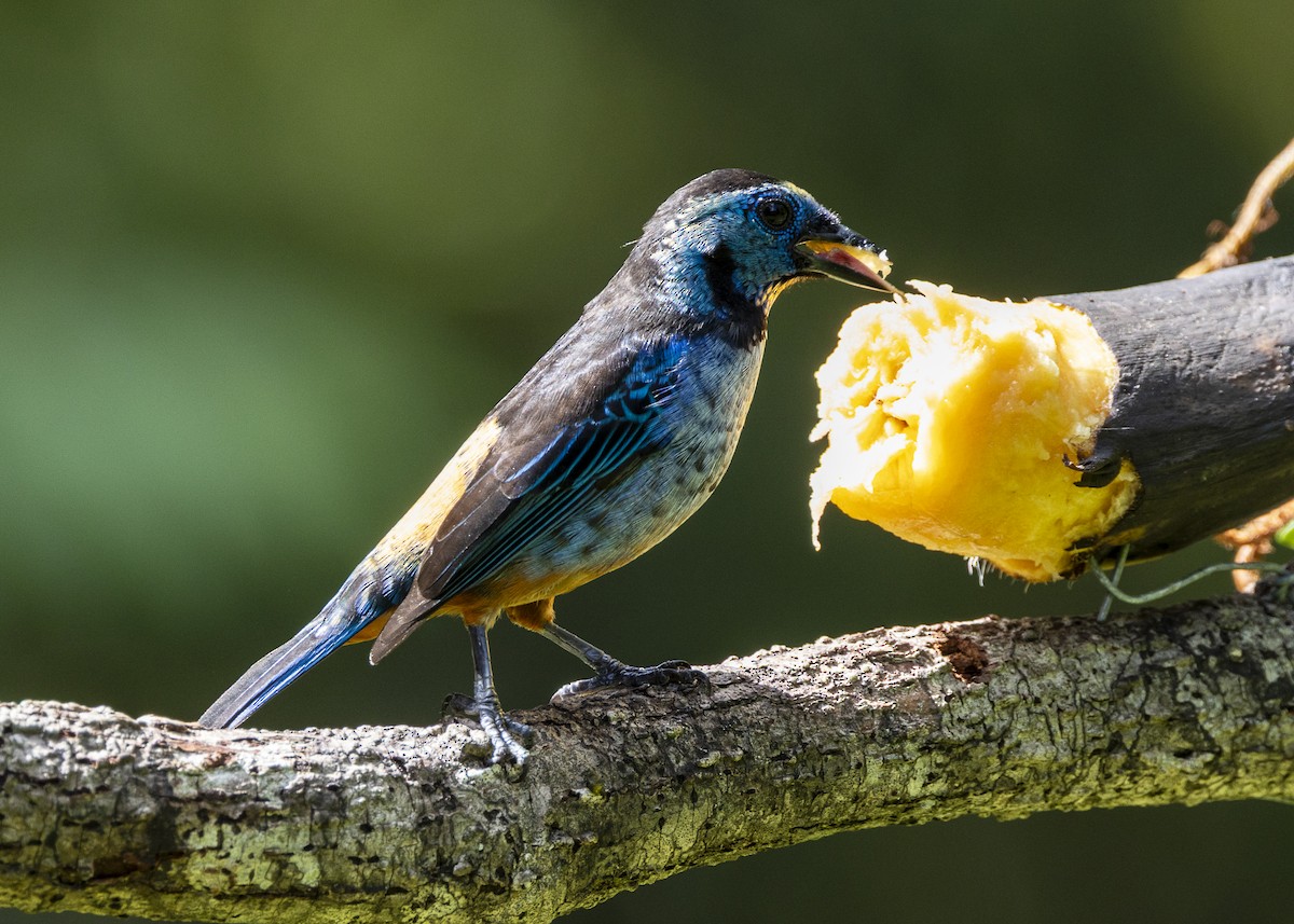 Opal-rumped Tanager (Silver-breasted) - ML646132310