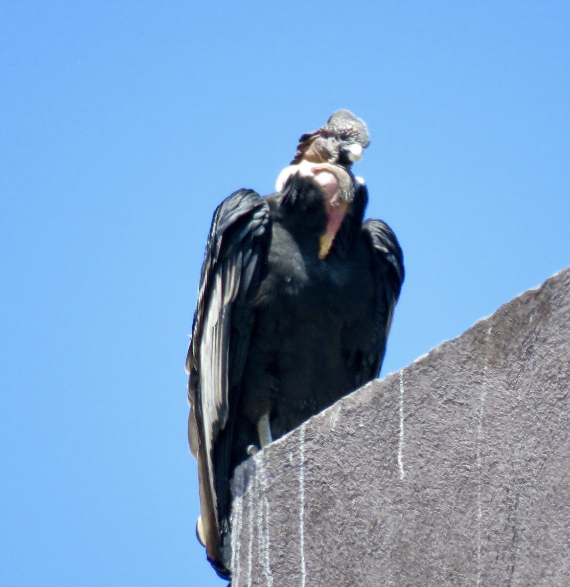 Andean Condor - ML646132311