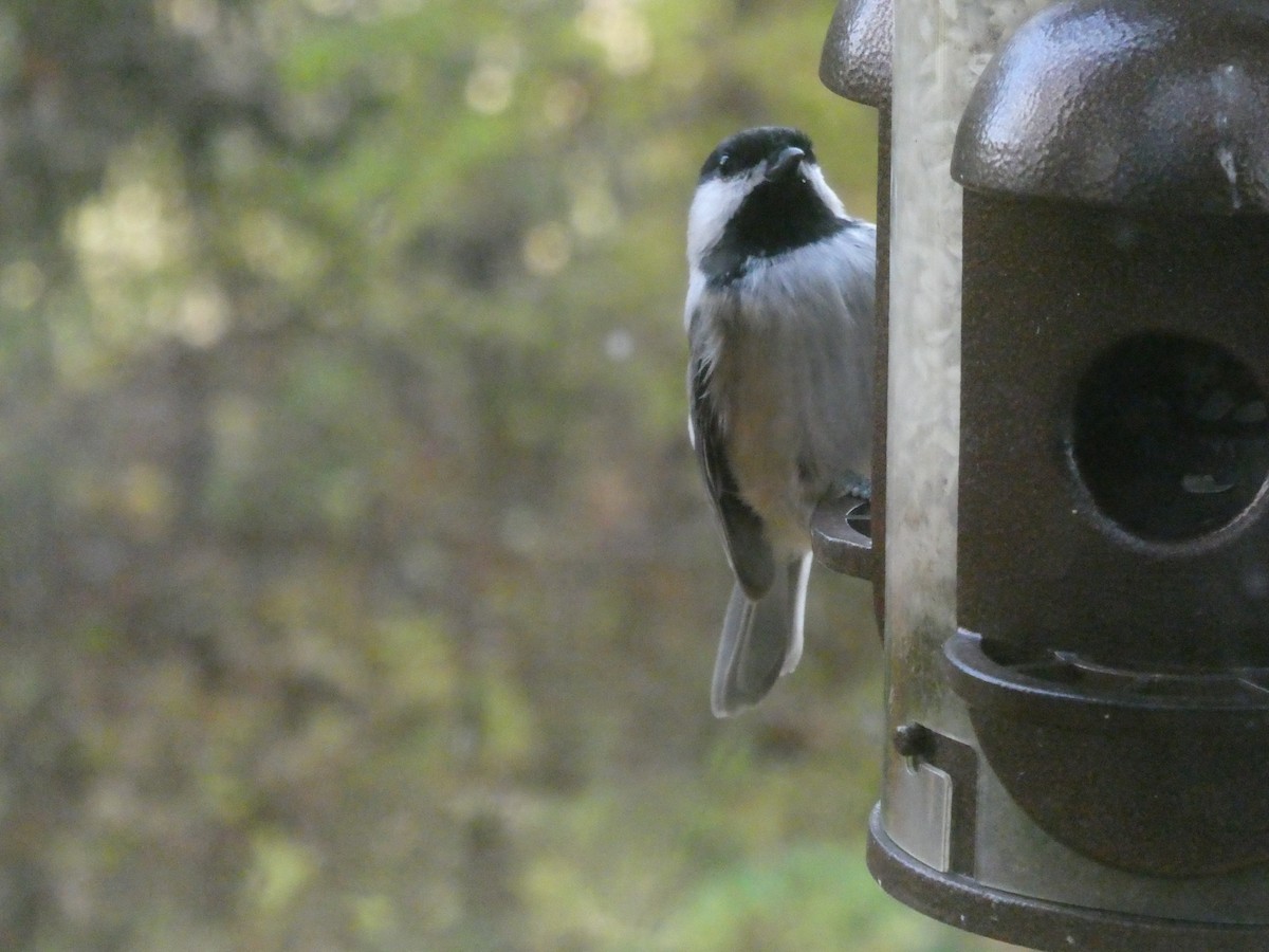 Black-capped Chickadee - ML646132312