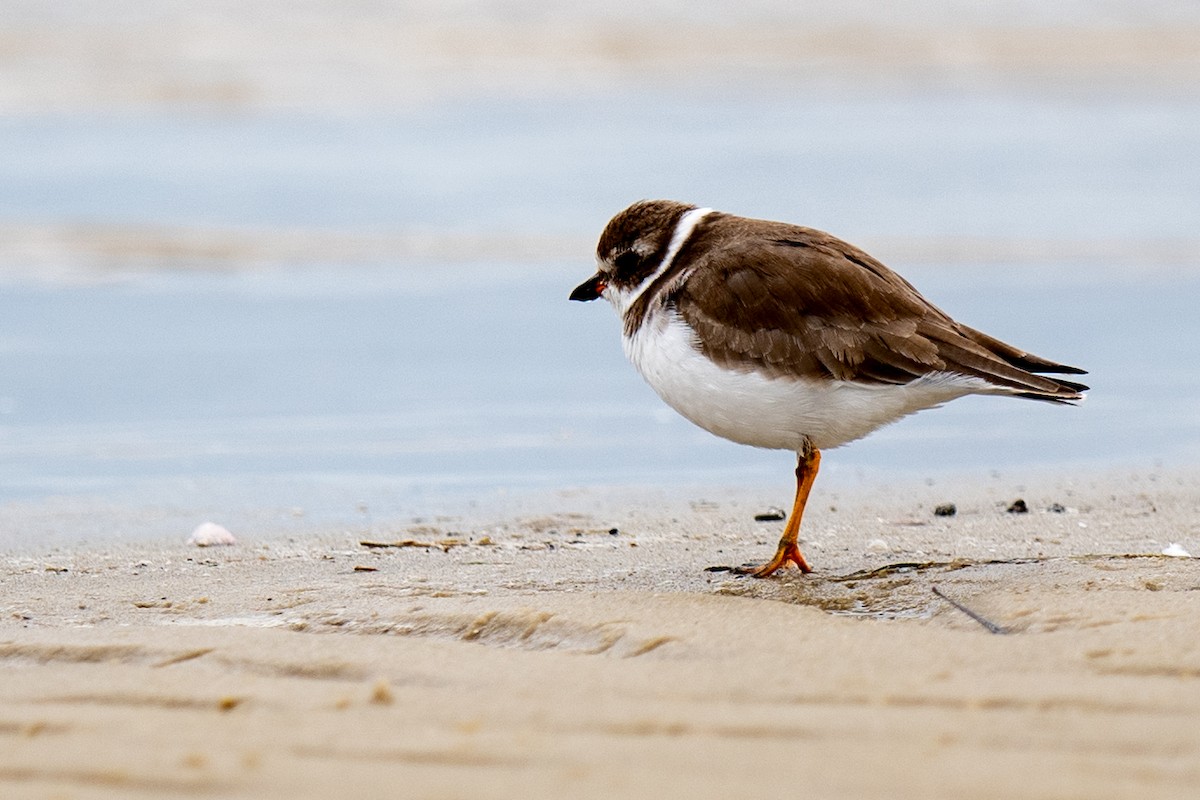 Semipalmated Plover - ML646132319