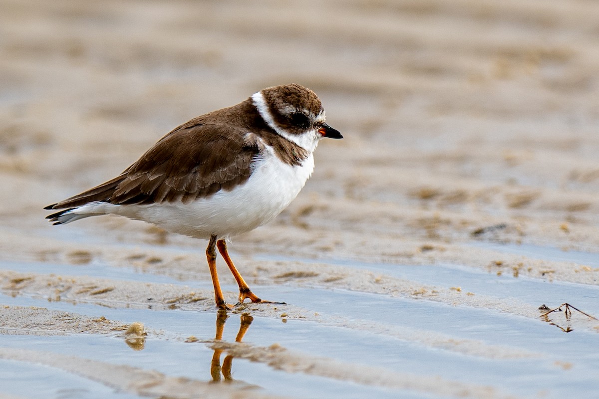 Semipalmated Plover - ML646132321