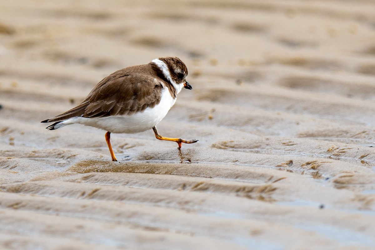 Semipalmated Plover - ML646132322