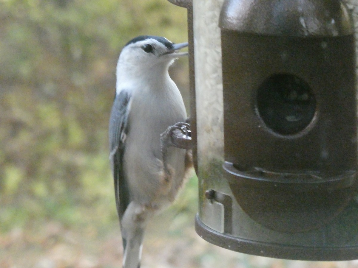 White-breasted Nuthatch - ML646132330