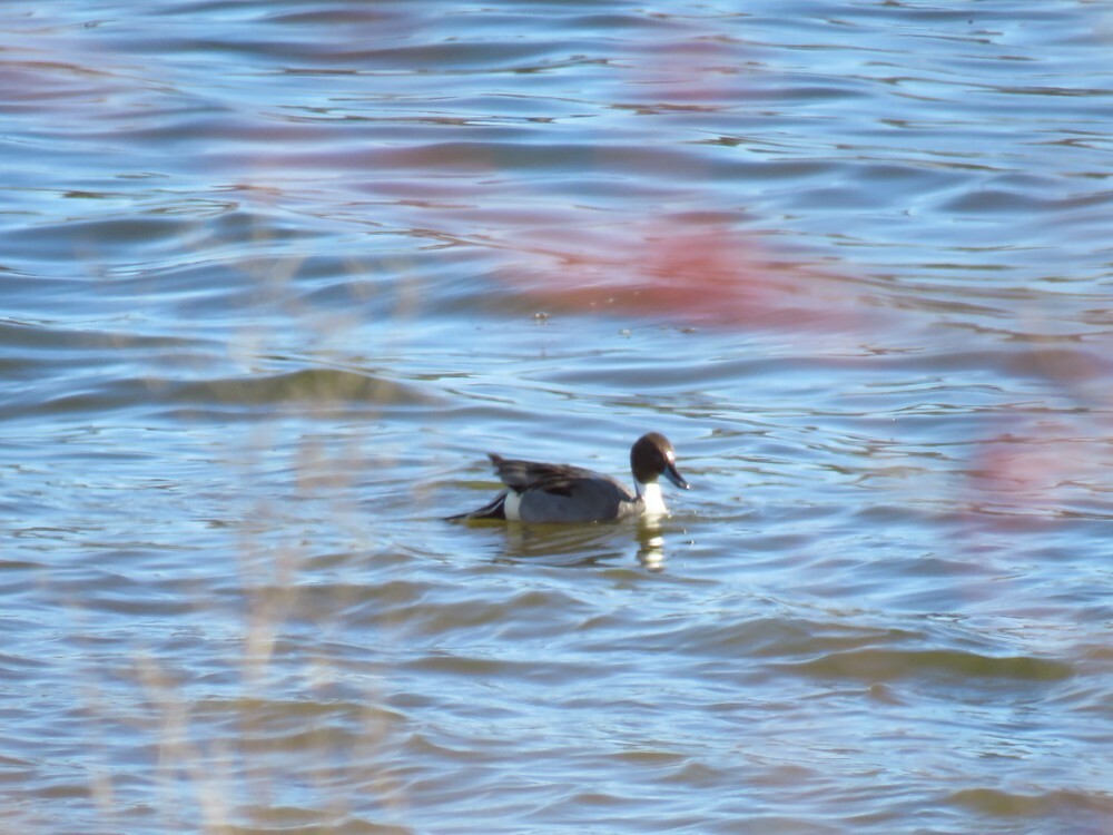 Northern Pintail - ML646132336