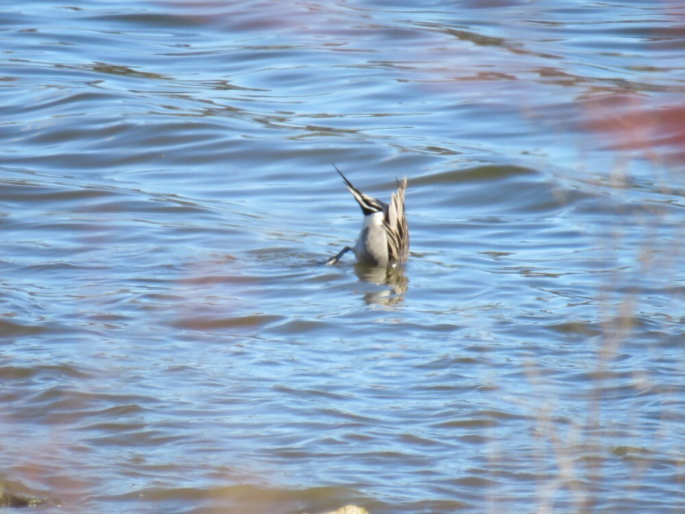 Northern Pintail - ML646132339