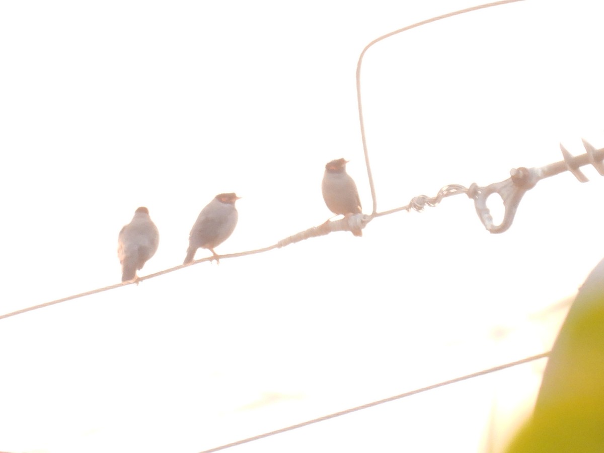 Bank Myna - ML646132344